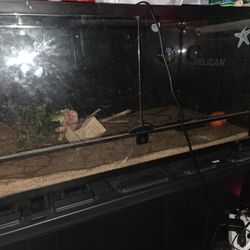40 Gallon Terarium 