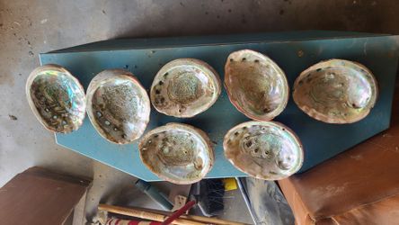 Sea shells