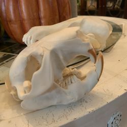 Taxidermy Beaver Skull!!! $35!!
