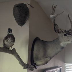 Animal Hanging Collectibles 
