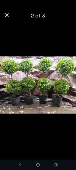 Topiary's