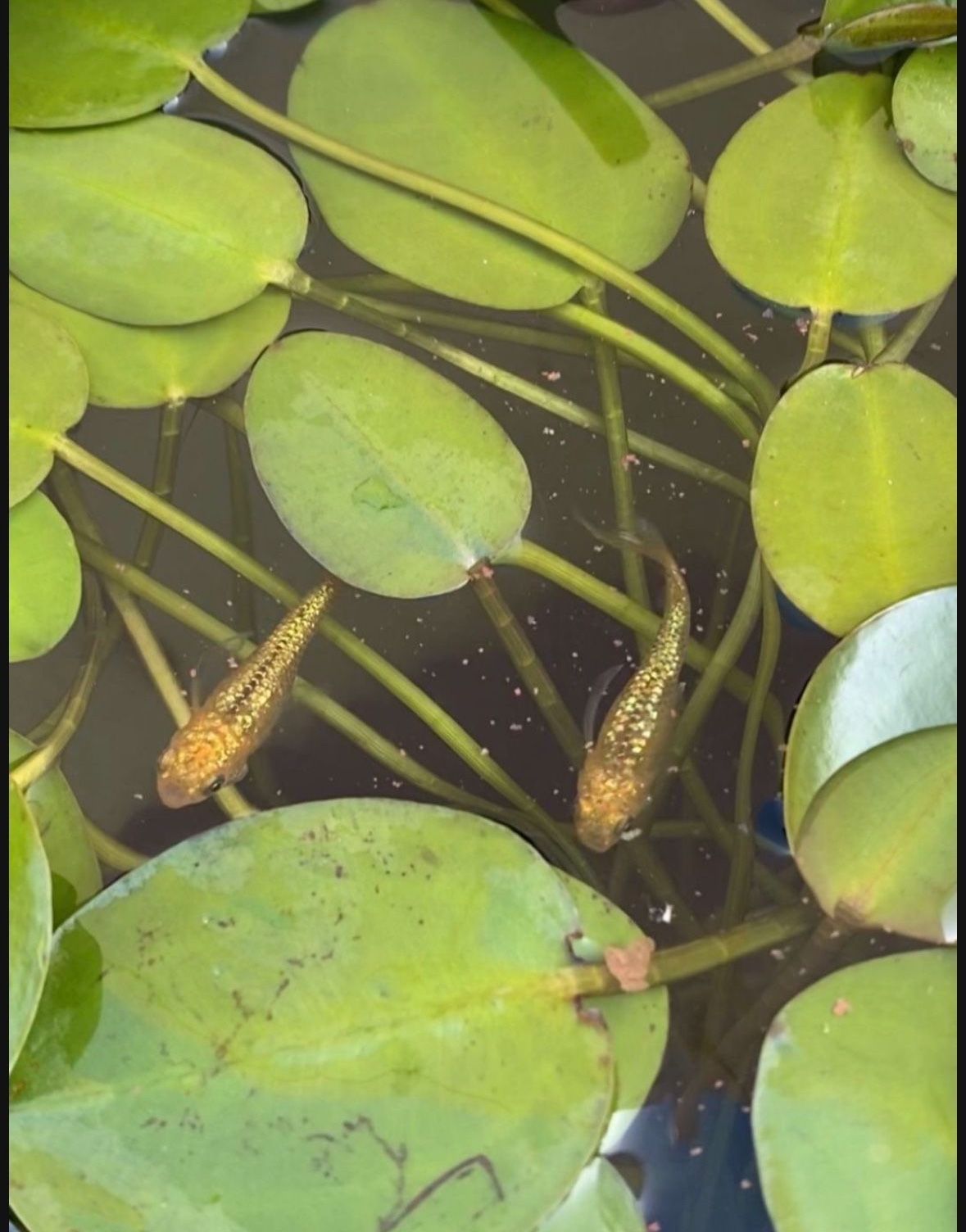 Golden Water Poppy