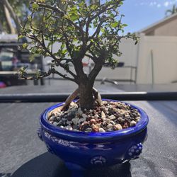Dwarf Jade Bonsai
