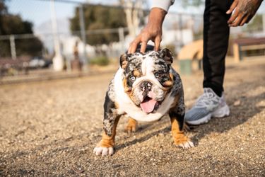 EB Tri Merle