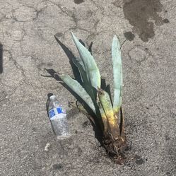 Agave - Beautiful Large “Agave americana” Succulent at Over 24” Tall. Ready For Planting. ONLY: $20.