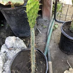 Nopal