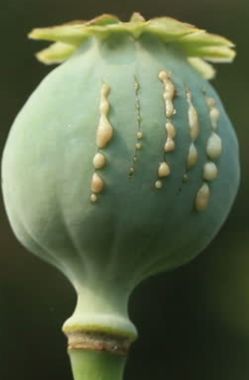 4 Lb Poppy (Somniferum) Seeds Great For Planting, Baking, Homeopathic, Oils