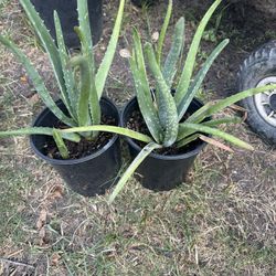 plantas de savila  su flor es amarilla