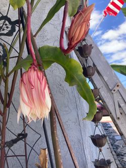 Night-Blooming Cereus (Queen of the Night) - $15 ea