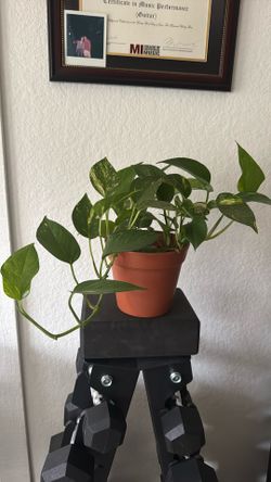 Indoor Plant Golden Pothos
