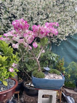 bougainvillea Bonsai