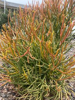 Huge firestick