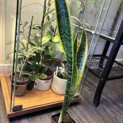 Sansevieria Plant 