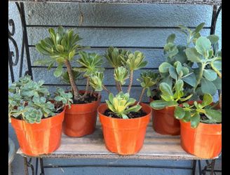5 🪴 plants one price/ 5 suculentas