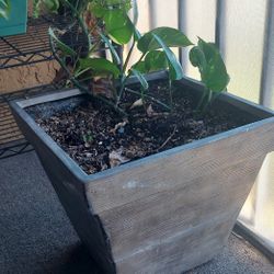 Large Plant Pot