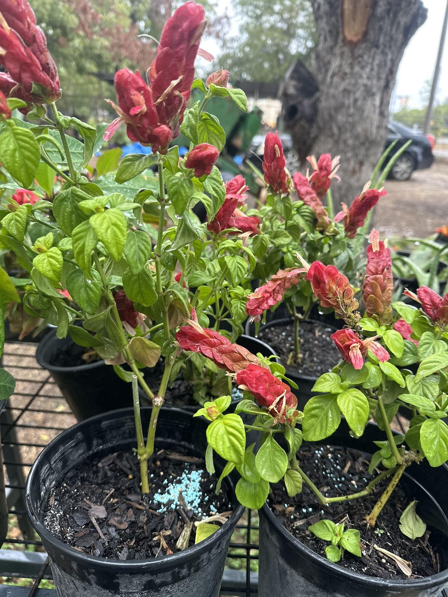Fall Plant Sale 3774 Roosevelt 78214
