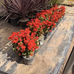 Kalanchoe blossfeldiana platas