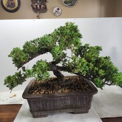 Old Juniper Bonsai 