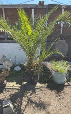 Queen Palm