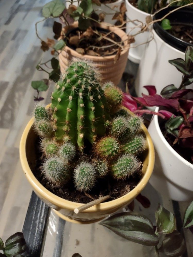 Plans - Plantas