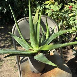 Aloe Vera 