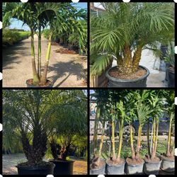 25 gallon Christmas Palms & Robellini