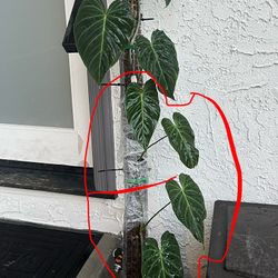 Philodendron splendid CUTTING