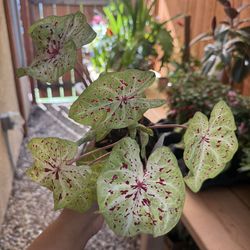 Caladium green/pink 4”