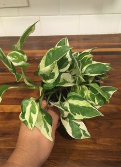 Pothos N’Joy - Epipremnum