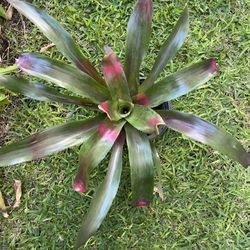 Bromeliad