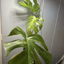 Monstera Albo 
