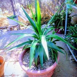 Plant 