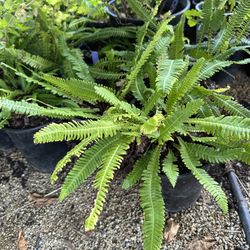 DEER FERN ‘BLECHUM SPICANT’ 1 GAL