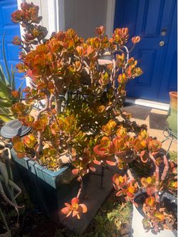 Large potted tree