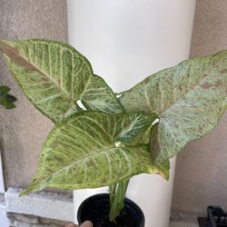 Beautiful Pink Confetti Syngonium Plant 6’pot