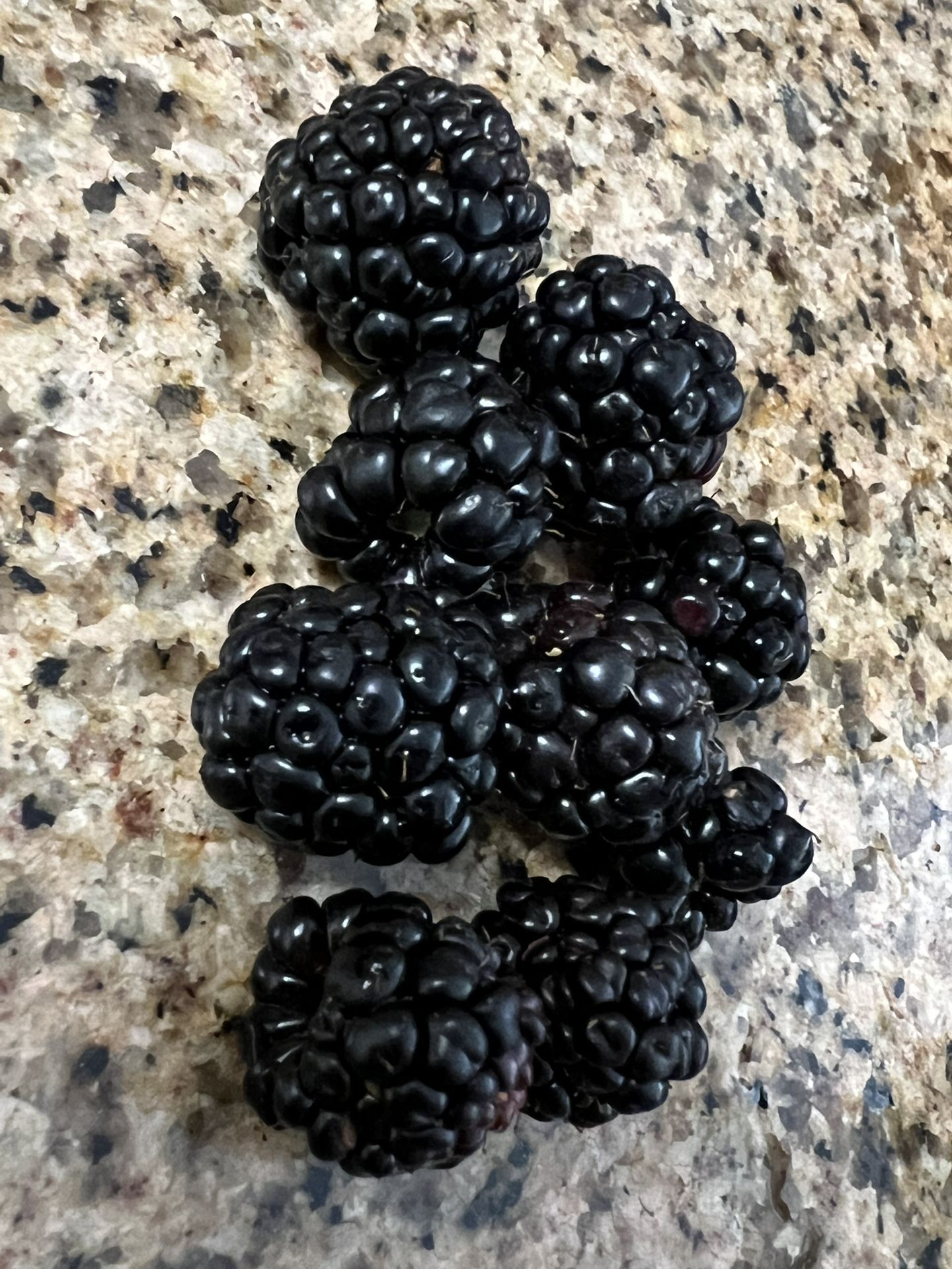 BlackBerry Plant Ready To Fruit