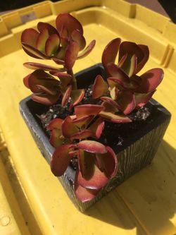 Jade and Aeonium In Ceramic Pots