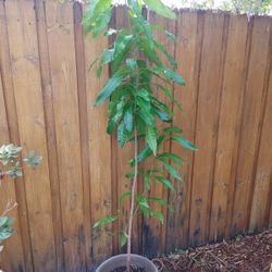 Mango tree for sale need to be planted in ground