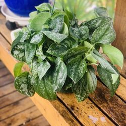 Live indoor Silver Splash and exotica MIX plant in an 8-Inch hanging plastic nursery planter pot—firm price