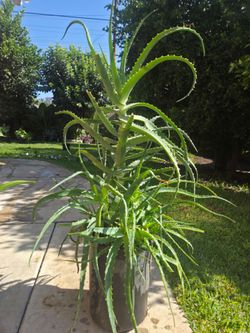 Aloe Vera Plant Medesinal