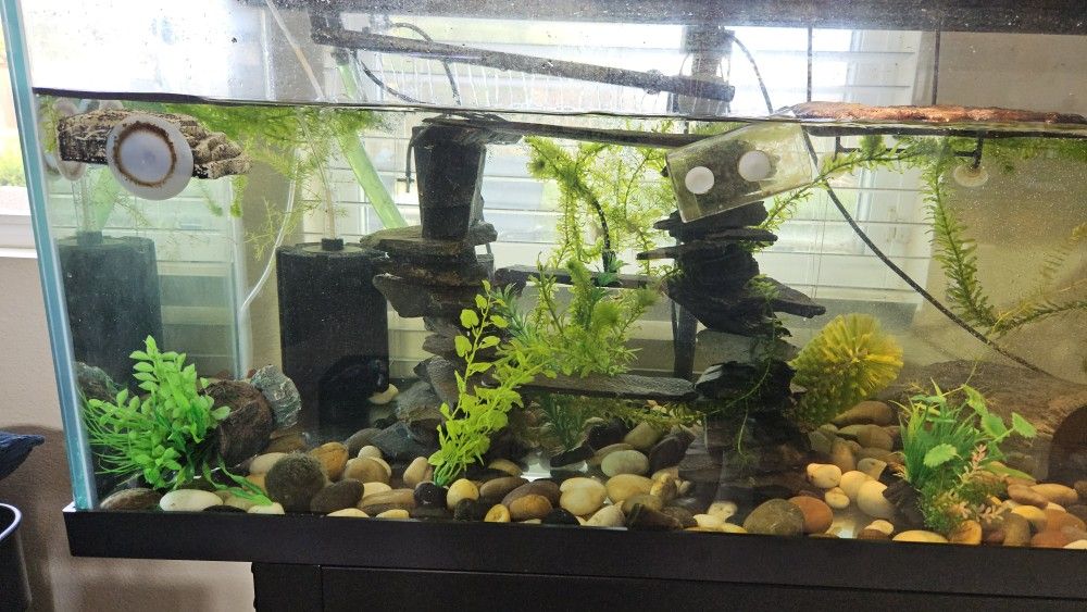 75 gallon turtle tank with filters, decor, lamps and stand