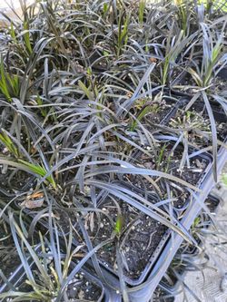 Black mondongrass