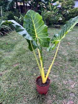 ALOCASIA GIANT GOLD LUTEA (3 Gallon Pot)