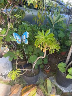 Green plants
