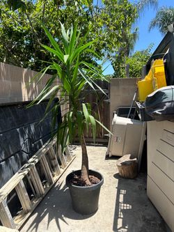 Yucca elephantipes