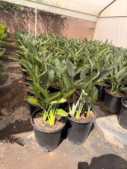 Orange dwarf birds of paradise 5 gal