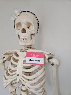 Skeleton Model + Stand