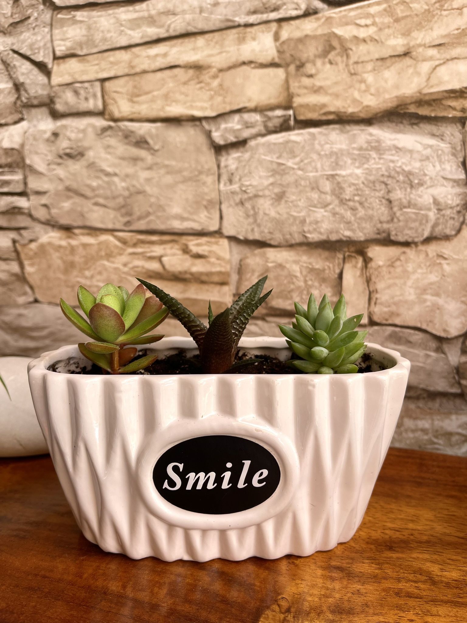 🎁 Assorted Succulents In 3"x6" Ceramic Pot With Drainage.