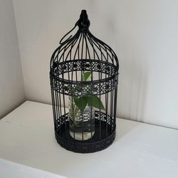 Decorative Bird Cage With Pathos Starts In Glass Jar