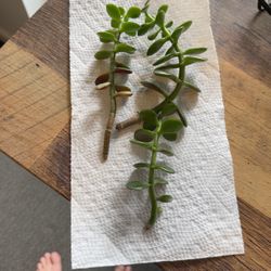 Jade Cactus Cuttings (Ready To Plant)